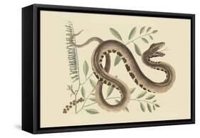 Water Viper -Viper Mouth-Mark Catesby-Framed Stretched Canvas