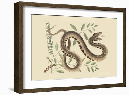 Water Viper -Viper Mouth-Mark Catesby-Framed Art Print