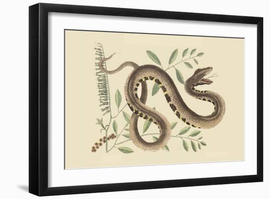 Water Viper -Viper Mouth-Mark Catesby-Framed Art Print