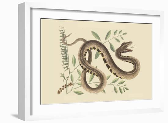 Water Viper -Viper Mouth-Mark Catesby-Framed Art Print