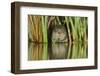 Water Vole (Arvicola Amphibius - Arvicola Terrestris) Feeding Amongst Vegetation, Kent, England, UK-Terry Whittaker-Framed Photographic Print