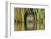 Water Vole (Arvicola Amphibius - Arvicola Terrestris) Feeding Amongst Vegetation, Kent, England, UK-Terry Whittaker-Framed Photographic Print