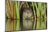 Water Vole (Arvicola Amphibius - Arvicola Terrestris) Feeding Amongst Vegetation, Kent, England, UK-Terry Whittaker-Mounted Photographic Print