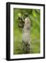 Water Vole (Arvicola Amphibius) Standing On Hind Legs Sniffing Blackberry, Kent, UK, September-Terry Whittaker-Framed Photographic Print