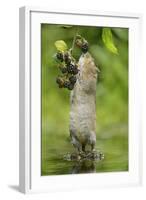 Water Vole (Arvicola Amphibius) Standing On Hind Legs Sniffing Blackberry, Kent, UK, September-Terry Whittaker-Framed Photographic Print