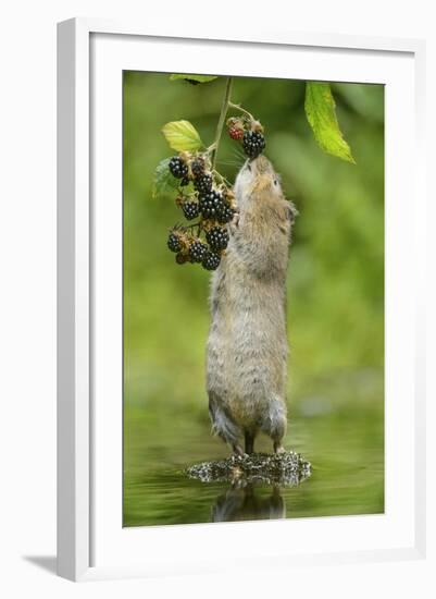 Water Vole (Arvicola Amphibius) Standing On Hind Legs Sniffing Blackberry, Kent, UK, September-Terry Whittaker-Framed Photographic Print