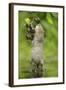 Water Vole (Arvicola Amphibius) Standing On Hind Legs Sniffing Blackberry, Kent, UK, September-Terry Whittaker-Framed Photographic Print