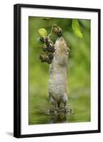 Water Vole (Arvicola Amphibius) Standing On Hind Legs Sniffing Blackberry, Kent, UK, September-Terry Whittaker-Framed Photographic Print