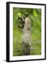 Water Vole (Arvicola Amphibius) Standing On Hind Legs Sniffing Blackberry, Kent, UK, September-Terry Whittaker-Framed Photographic Print