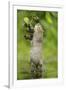 Water Vole (Arvicola Amphibius) Standing On Hind Legs Sniffing Blackberry, Kent, UK, September-Terry Whittaker-Framed Photographic Print