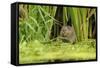 Water Vole (Arvicola Amphibius - Terrestris) Foraging by Water. Kent, UK, August-Terry Whittaker-Framed Stretched Canvas