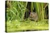 Water Vole (Arvicola Amphibius - Terrestris) Foraging by Water. Kent, UK, August-Terry Whittaker-Stretched Canvas