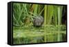 Water Vole (Arvicola Amphibius - Terrestris) Foraging by Water. Kent, UK, August-Terry Whittaker-Framed Stretched Canvas