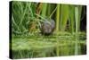 Water Vole (Arvicola Amphibius - Terrestris) Foraging by Water. Kent, UK, August-Terry Whittaker-Stretched Canvas