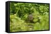 Water Vole (Arvicola Amphibius - Terrestris) Foraging by Water. Kent, UK, August-Terry Whittaker-Framed Stretched Canvas