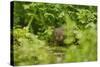 Water Vole (Arvicola Amphibius - Terrestris) Foraging by Water. Kent, UK, August-Terry Whittaker-Stretched Canvas