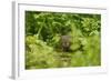 Water Vole (Arvicola Amphibius - Terrestris) Foraging by Water. Kent, UK, August-Terry Whittaker-Framed Photographic Print