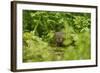 Water Vole (Arvicola Amphibius - Terrestris) Foraging by Water. Kent, UK, August-Terry Whittaker-Framed Photographic Print