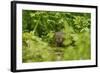 Water Vole (Arvicola Amphibius - Terrestris) Foraging by Water. Kent, UK, August-Terry Whittaker-Framed Photographic Print