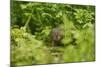 Water Vole (Arvicola Amphibius - Terrestris) Foraging by Water. Kent, UK, August-Terry Whittaker-Mounted Photographic Print