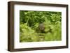 Water Vole (Arvicola Amphibius - Terrestris) Foraging by Water. Kent, UK, August-Terry Whittaker-Framed Photographic Print