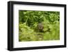 Water Vole (Arvicola Amphibius - Terrestris) Foraging by Water. Kent, UK, August-Terry Whittaker-Framed Photographic Print