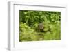 Water Vole (Arvicola Amphibius - Terrestris) Foraging by Water. Kent, UK, August-Terry Whittaker-Framed Photographic Print