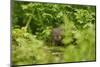 Water Vole (Arvicola Amphibius - Terrestris) Foraging by Water. Kent, UK, August-Terry Whittaker-Mounted Photographic Print
