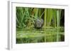 Water Vole (Arvicola Amphibius - Terrestris) Foraging by Water. Kent, UK, August-Terry Whittaker-Framed Photographic Print