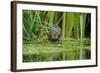 Water Vole (Arvicola Amphibius - Terrestris) Foraging by Water. Kent, UK, August-Terry Whittaker-Framed Photographic Print