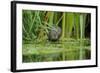Water Vole (Arvicola Amphibius - Terrestris) Foraging by Water. Kent, UK, August-Terry Whittaker-Framed Photographic Print