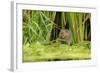 Water Vole (Arvicola Amphibius - Terrestris) Foraging by Water. Kent, UK, August-Terry Whittaker-Framed Photographic Print