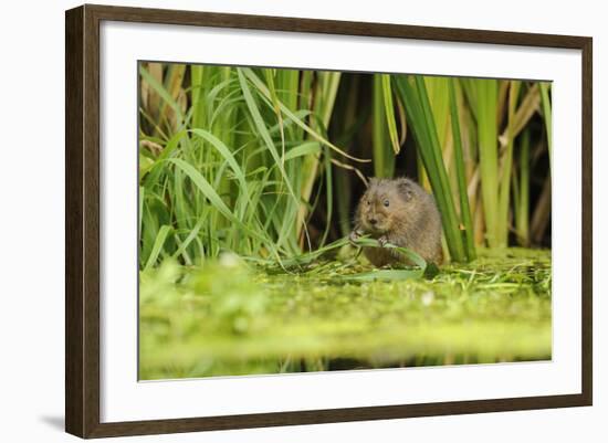 Water Vole (Arvicola Amphibius - Terrestris) Foraging by Water. Kent, UK, August-Terry Whittaker-Framed Photographic Print