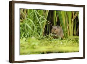 Water Vole (Arvicola Amphibius - Terrestris) Foraging by Water. Kent, UK, August-Terry Whittaker-Framed Photographic Print