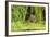 Water Vole (Arvicola Amphibius - Terrestris) Foraging by Water. Kent, UK, August-Terry Whittaker-Framed Photographic Print