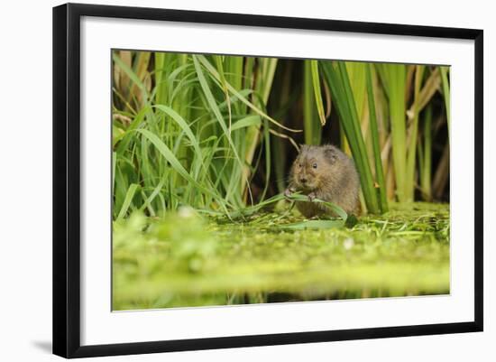 Water Vole (Arvicola Amphibius - Terrestris) Foraging by Water. Kent, UK, August-Terry Whittaker-Framed Photographic Print