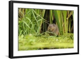 Water Vole (Arvicola Amphibius - Terrestris) Foraging by Water. Kent, UK, August-Terry Whittaker-Framed Photographic Print