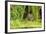 Water Vole (Arvicola Amphibius - Terrestris) Foraging by Water. Kent, UK, August-Terry Whittaker-Framed Photographic Print