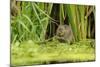 Water Vole (Arvicola Amphibius - Terrestris) Foraging by Water. Kent, UK, August-Terry Whittaker-Mounted Photographic Print