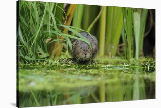 Water Vole (Arvicola Amphibius - Terrestris) Foraging by Water. Kent, UK, August-Terry Whittaker-Stretched Canvas