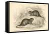 Water Vole (Arvicola Terrestri), also known as the Black Water Rat, 1828-null-Framed Stretched Canvas