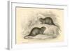 Water Vole (Arvicola Terrestri), also known as the Black Water Rat, 1828-null-Framed Giclee Print