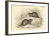 Water Vole (Arvicola Terrestri), also known as the Black Water Rat, 1828-null-Framed Giclee Print