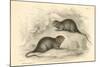 Water Vole (Arvicola Terrestri), also known as the Black Water Rat, 1828-null-Mounted Giclee Print