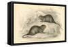 Water Vole (Arvicola Terrestri), also known as the Black Water Rat, 1828-null-Framed Stretched Canvas