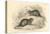 Water Vole (Arvicola Terrestri), also known as the Black Water Rat, 1828-null-Stretched Canvas