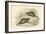 Water Vole (Arvicola Terrestri), also known as the Black Water Rat, 1828-null-Framed Giclee Print