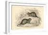 Water Vole (Arvicola Terrestri), also known as the Black Water Rat, 1828-null-Framed Giclee Print