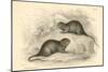 Water Vole (Arvicola Terrestri), also known as the Black Water Rat, 1828-null-Mounted Giclee Print