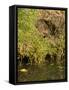 Water Vole (Arvicola Terrestris) at Burrow Entrance-Louise Murray-Framed Stretched Canvas